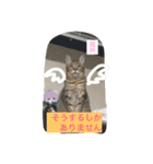 我が家可愛い猫たち（個別スタンプ：5）
