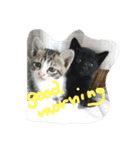 我が家可愛い猫たち（個別スタンプ：8）