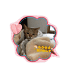 我が家可愛い猫たち（個別スタンプ：10）