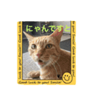 我が家可愛い猫たち（個別スタンプ：12）