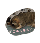 我が家可愛い猫たち（個別スタンプ：14）