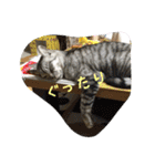 我が家可愛い猫たち（個別スタンプ：15）