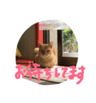 我が家可愛い猫たち（個別スタンプ：16）