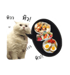 CAT HAVE FUNNY（個別スタンプ：1）