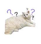 CAT HAVE FUNNY（個別スタンプ：2）