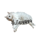CAT HAVE FUNNY（個別スタンプ：3）