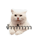 CAT HAVE FUNNY（個別スタンプ：5）