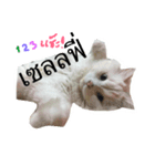 CAT HAVE FUNNY（個別スタンプ：6）
