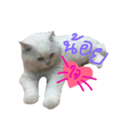 CAT HAVE FUNNY（個別スタンプ：7）