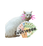 CAT HAVE FUNNY（個別スタンプ：8）
