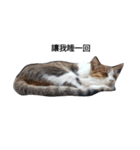 ~Cat~（個別スタンプ：1）