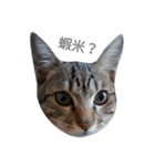 ~Cat~（個別スタンプ：2）