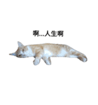 ~Cat~（個別スタンプ：3）