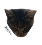 ~Cat~（個別スタンプ：4）
