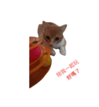 ~Cat~（個別スタンプ：5）