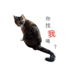 ~Cat~（個別スタンプ：6）