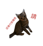 ~Cat~（個別スタンプ：8）