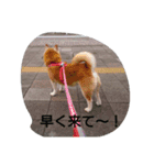 柴犬ムック2（個別スタンプ：1）