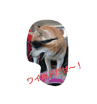 柴犬ムック2（個別スタンプ：2）