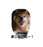 柴犬ムック2（個別スタンプ：3）