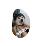 柴犬ムック2（個別スタンプ：4）