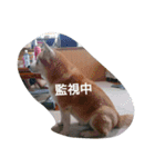 柴犬ムック2（個別スタンプ：5）