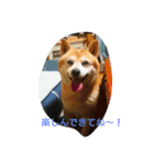 柴犬ムック2（個別スタンプ：6）