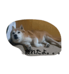 柴犬ムック2（個別スタンプ：7）