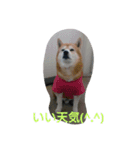 柴犬ムック2（個別スタンプ：8）