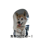 柴犬ムック2（個別スタンプ：9）