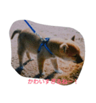 柴犬ムック2（個別スタンプ：10）