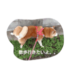 柴犬ムック2（個別スタンプ：11）