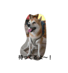 柴犬ムック2（個別スタンプ：12）