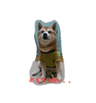 柴犬ムック2（個別スタンプ：13）