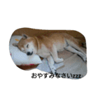 柴犬ムック2（個別スタンプ：15）