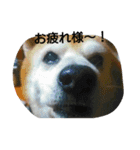 柴犬ムック2（個別スタンプ：16）