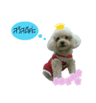 Poodle Toys dog（個別スタンプ：1）