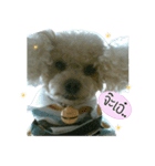 Poodle Toys dog（個別スタンプ：2）