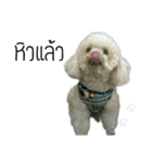 Poodle Toys dog（個別スタンプ：3）