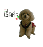 Poodle Toys dog（個別スタンプ：5）