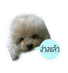 Poodle Toys dog（個別スタンプ：6）