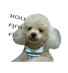 Poodle Toys dog（個別スタンプ：7）