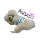 Poodle Toys dog（個別スタンプ：8）