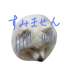 サモエドラルのもふもふスタンプ（個別スタンプ：4）