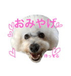 ココとくるみ（個別スタンプ：15）