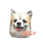チワワのはるくん（個別スタンプ：1）