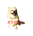 チワワのはるくん（個別スタンプ：2）
