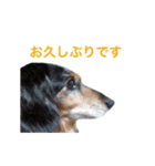 だっくすライフ（個別スタンプ：3）