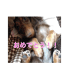 だっくすライフ（個別スタンプ：4）