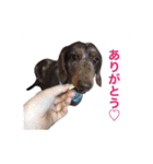 だっくすライフ（個別スタンプ：5）